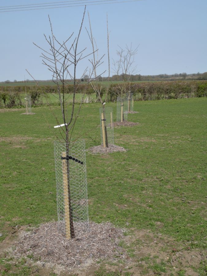 Everything in place - Planted, staked, tied, labelled (x2), rabbit guards, deer guards, compost: all x59