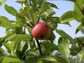 St. James Village Orchard album image 120