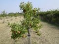 St. James Village Orchard album image 121