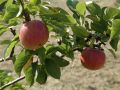 St. James Village Orchard album image 122