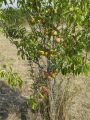 St. James Village Orchard album image 123