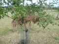 St. James Village Orchard album image 127
