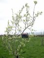 St. James Village Orchard album image 135