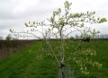 St. James Village Orchard album image 136