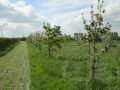 St. James Village Orchard album image 137