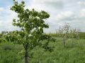 St. James Village Orchard album image 139