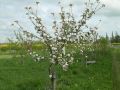 St. James Village Orchard album image 140