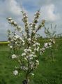St. James Village Orchard album image 141