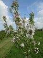 St. James Village Orchard album image 143