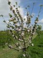 St. James Village Orchard album image 144