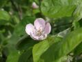 St. James Village Orchard album image 145