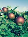 St. James Village Orchard album image 160