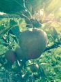 St. James Village Orchard album image 161