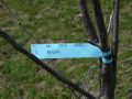 St. James Village Orchard album image 29