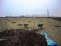 St. James Village Orchard album image 31
