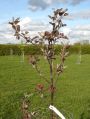 St. James Village Orchard album image 34