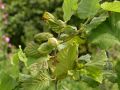 St. James Village Orchard album image 94