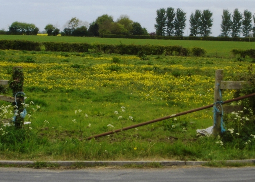 The field just before the Orchard planting began