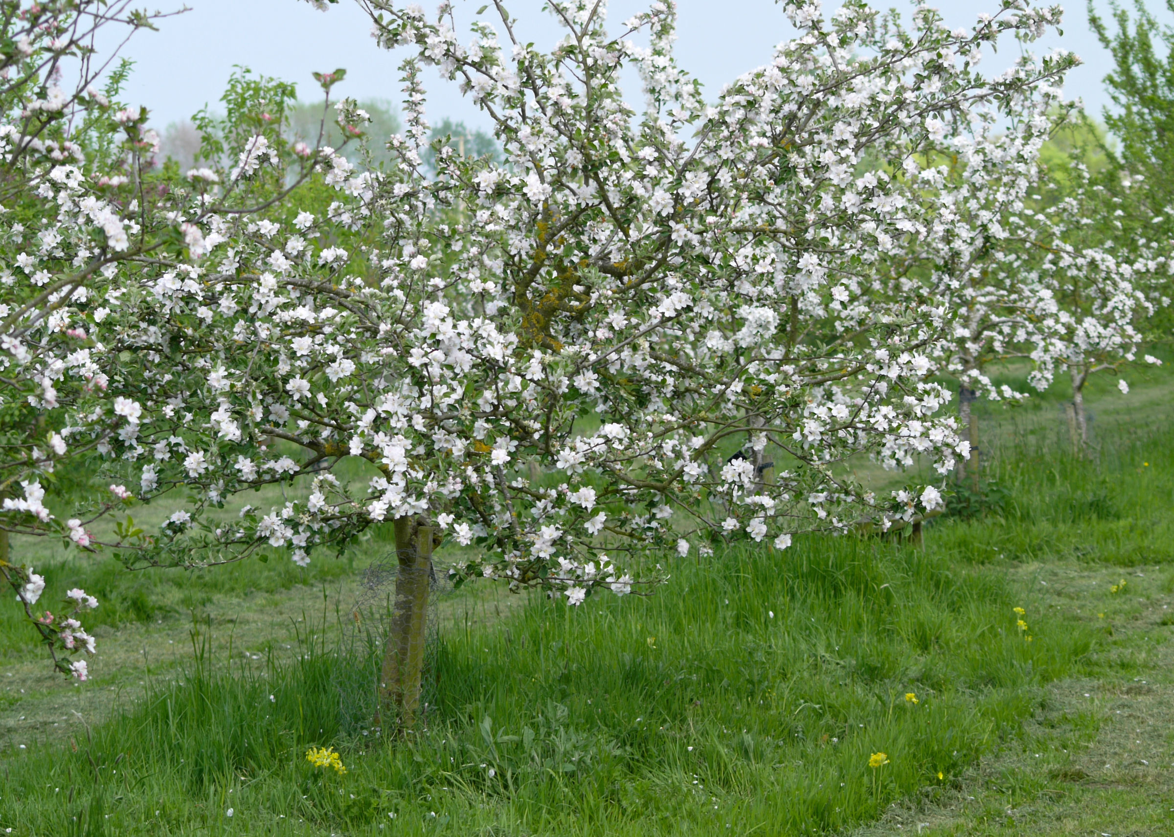 Slide Show  Orchard Tree Blossom