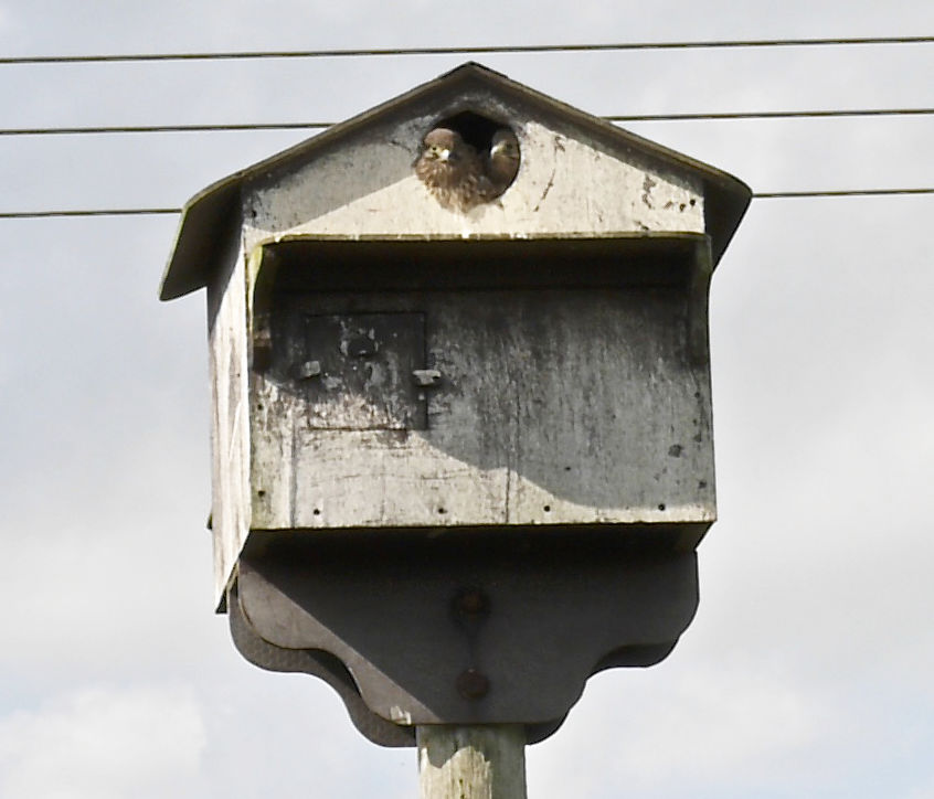 Header Orchard Image bird box