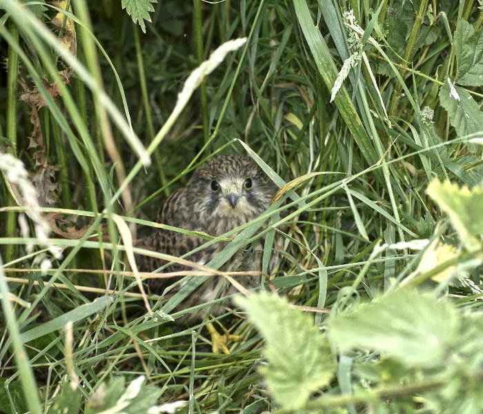 Header Orchard Image hen harrier bird