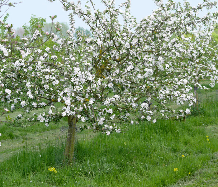 Header Orchard Image orchard