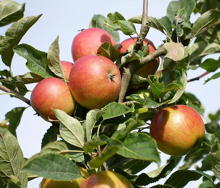 Header Orchard Image orchard apples