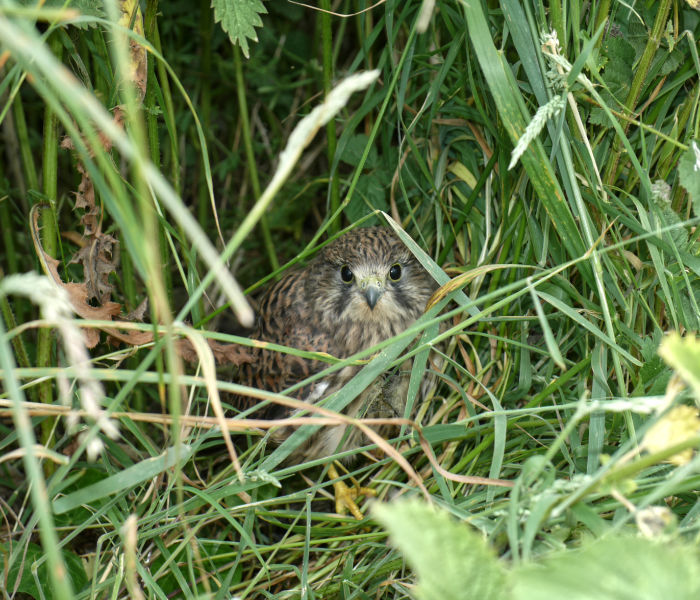 Orchard Header Image orchard bird