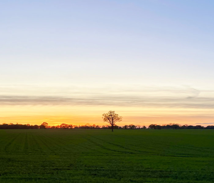 Header Orchard Image panorama
