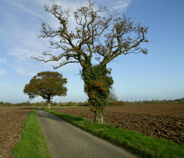 Header Orchard Image tree
