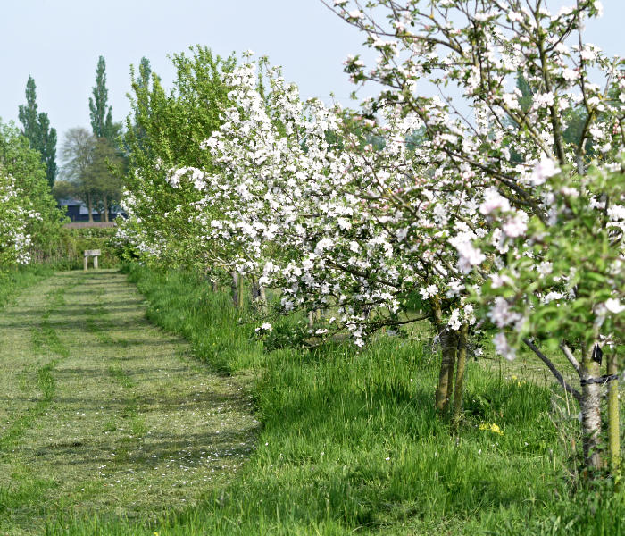 Header Parishmeeting Image ochard trees