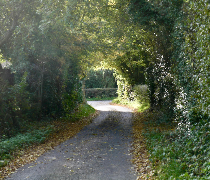 Header Parishmeeting Image tree canopy