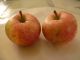 The first Beauty of Bath from the orchard